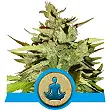 Stress Killer Automatic CBD - Royal Queen Seeds