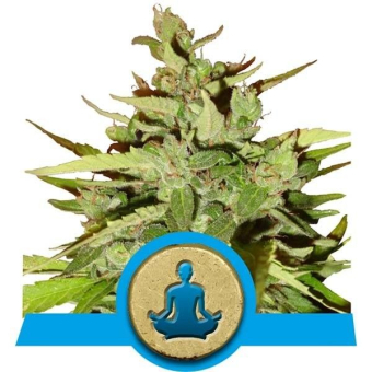 Stress Killer Automatic CBD