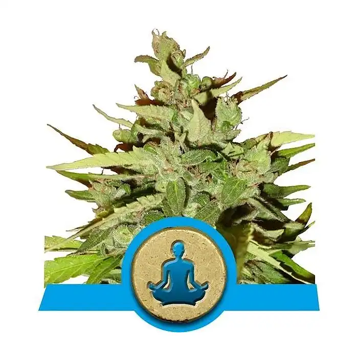 Stress Killer Automatic CBD - Royal Queen Seeds