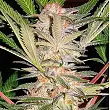 S.A.D. S1 Sweet Seeds