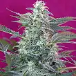 Big Foot - Sweet Seeds Big Foot - Sweet Seeds