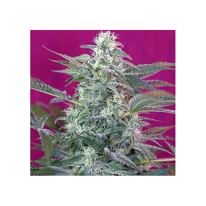 Big Foot - Sweet Seeds