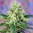 Crystal Candy® - Sweet Seeds