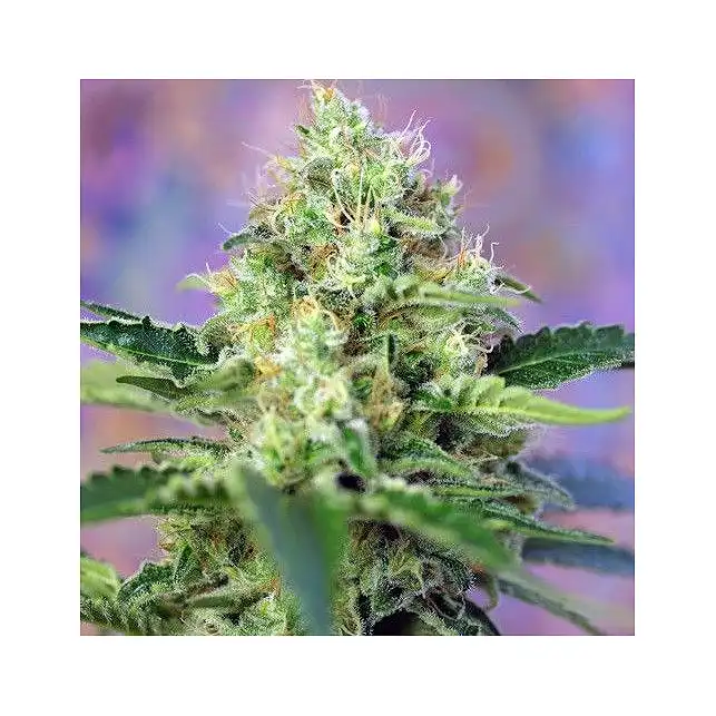 Crystal Candy® - Sweet Seeds