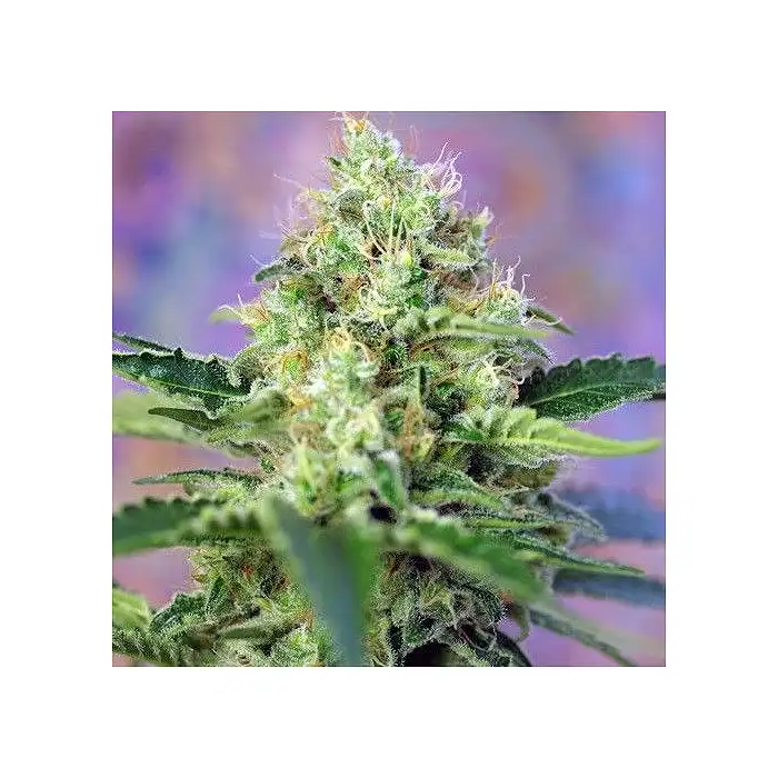 Crystal Candy® - Sweet Seeds