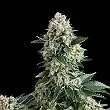 Auto New York City - Pyramid Seeds Auto New York City - Pyramid Seeds