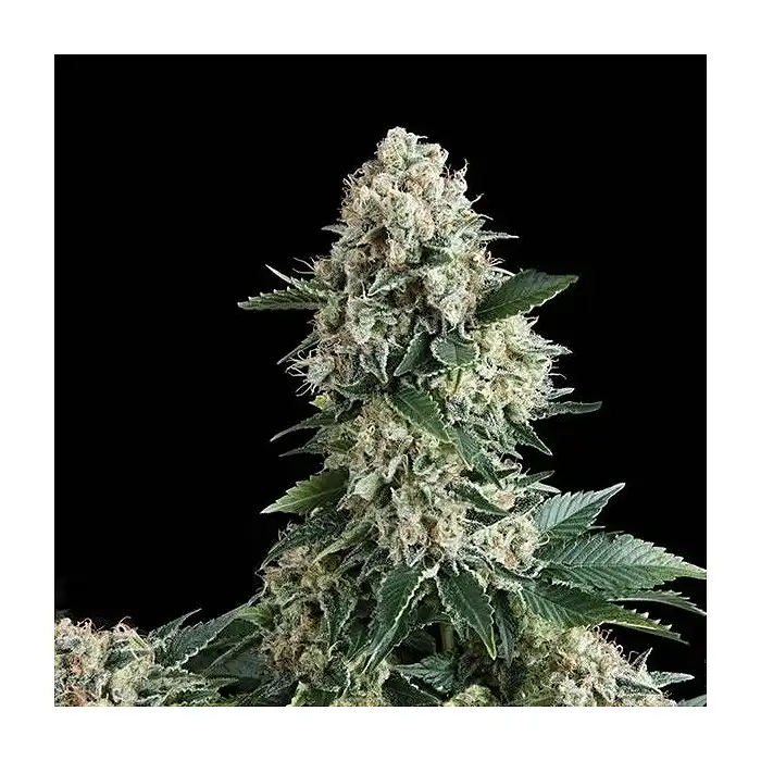 Auto New York City - Pyramid Seeds