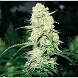 MalaKoff - Medical Seeds
