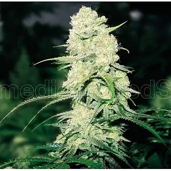 MalaKoff - Medical Seeds