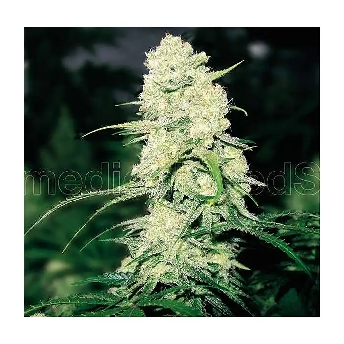 MalaKoff - Medical Seeds