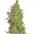 Amnesia Super Strains Amnesia Super Strains