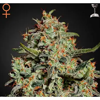 Big Bang - Green House