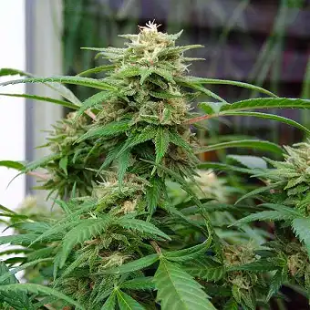 White Rhino Nirvana Feminized