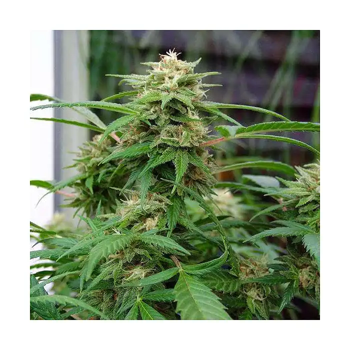 White Rhino Nirvana Feminizada