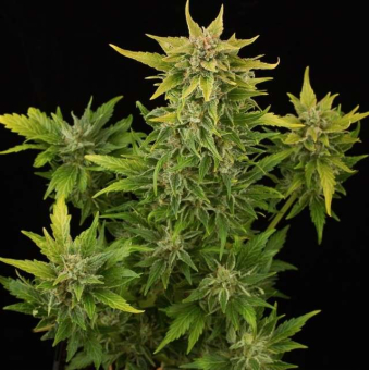 Fruit Automatic - Dinafem Seeds