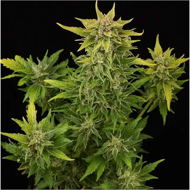 Fruit Automatic - Dinafem Seeds Fruit Automatic - Dinafem Seeds