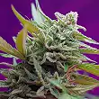 Black Jack Auto® - Sweet Seeds