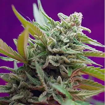 Black Jack Auto® - Sweet Seeds