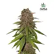 C4-Matic 3 - FastBuds C4-Matic 3 - FastBuds