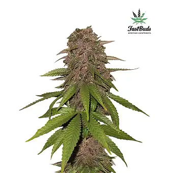 C4-Matic 3 - FastBuds