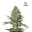 Rhino Ryder 3 - FastBuds