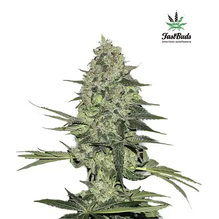 Rhino Ryder 3 - FastBuds