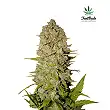 Pineapple Express FastBuds 3