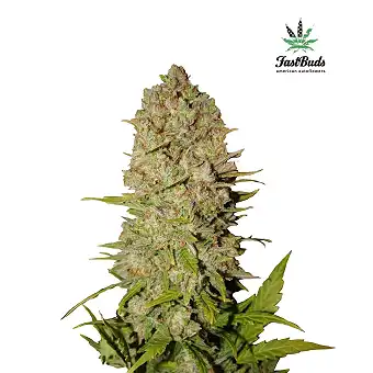 Pineapple Express FastBuds 3