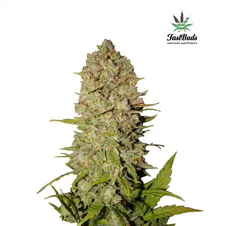 Pineapple Express FastBuds 3