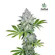 California Snow 2 - FastBuds