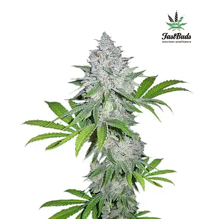 California Snow 2 - FastBuds