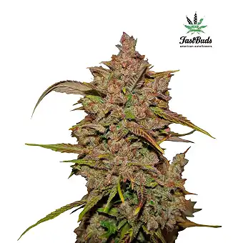 Crystal Meth 3 - FastBuds