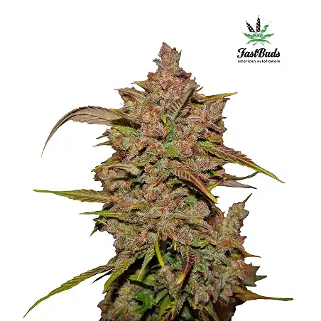 Crystal Meth 3 - FastBuds