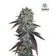 Fastberry - FastBuds