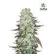 G14 - FastBuds