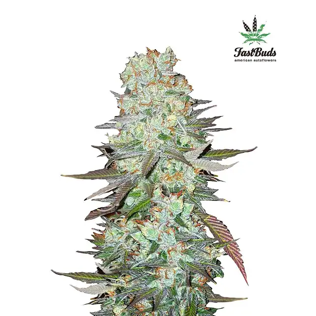 G14 - FastBuds