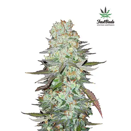 G14 - FastBuds
