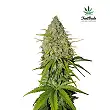 GrapeFruit Matic - FastBuds