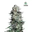 Mexican Airlines - FastBuds