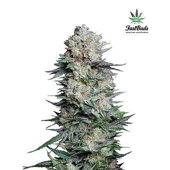 Mexican Airlines - FastBuds