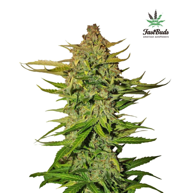 Northern Express - Fastbuds