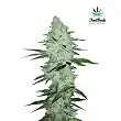 Six Shooter FastBuds