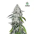 West Coast O.G - FastBuds