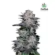 BlackBerry FastBuds BlackBerry FastBuds