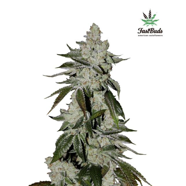 Girl Scout Cookies Auto