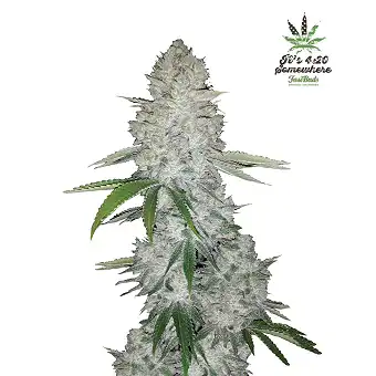 Gorilla Glue Auto - FastBuds