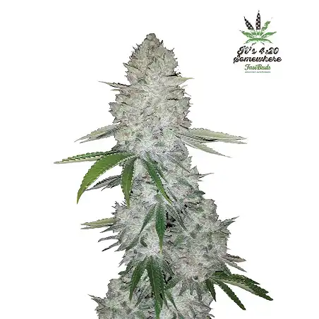 Gorilla Glue Auto - FastBuds