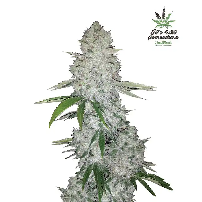 Gorilla Glue Auto - FastBuds