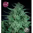 Novarine - Elite Seeds