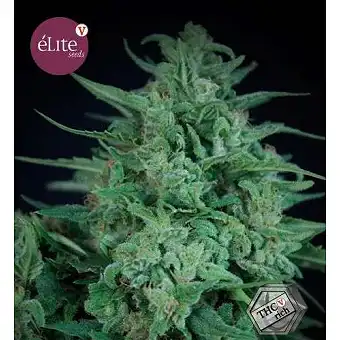 Novarine - Elite Seeds